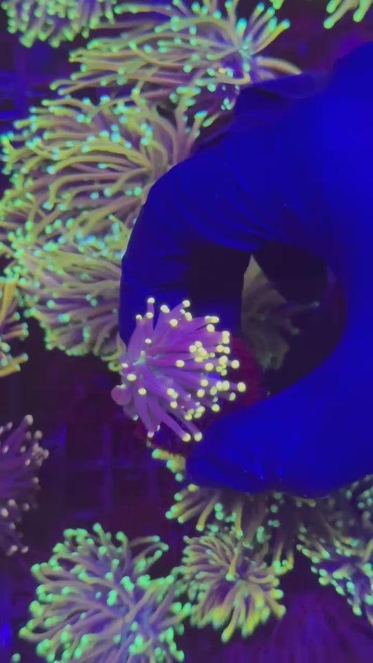 Batman torch 1h (Euphyllia glabrescens)