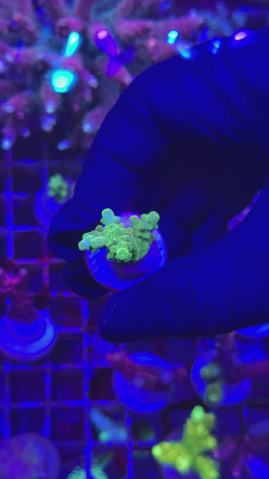 Green granulosa frag (Acropora granulosa)