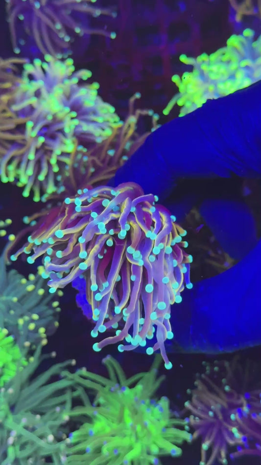 Ultra Black panther ( Euphyllia glabrescens )