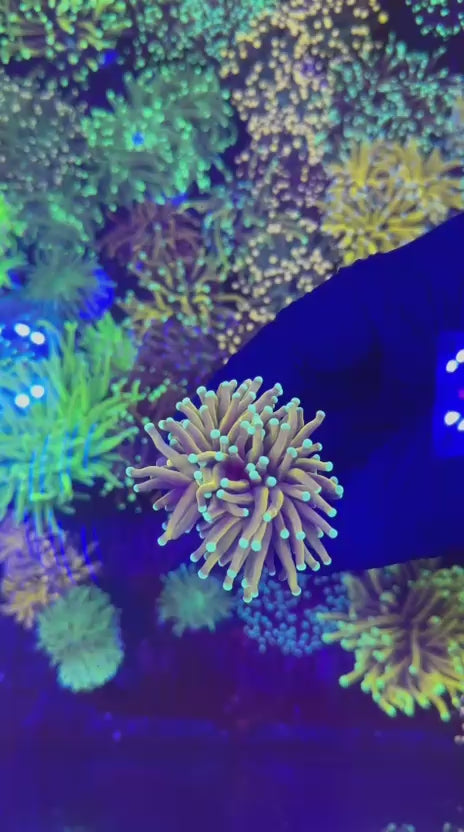 Sun of God torch (Euphyllia glabrescens)