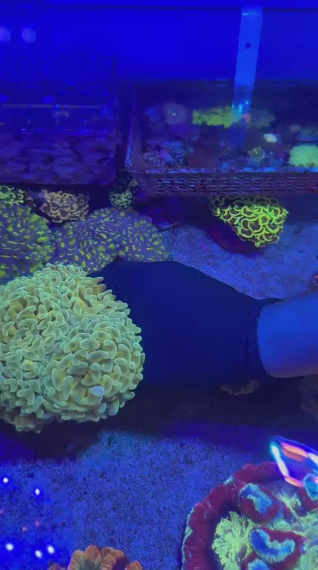 Gold Aussie Hammer (Euphyllia ancora)