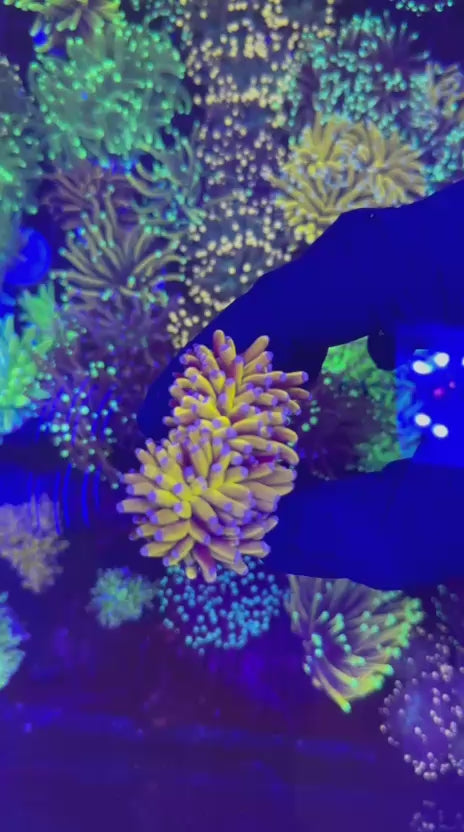 Yellow Banana torch (Euphyllia glabrescens)