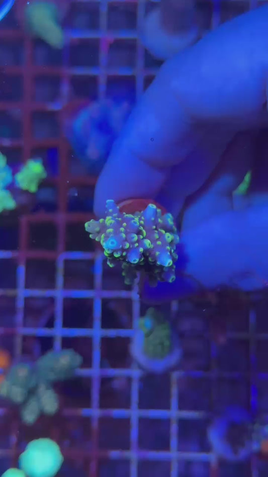 Mile high latistella ( Acropora latistella )