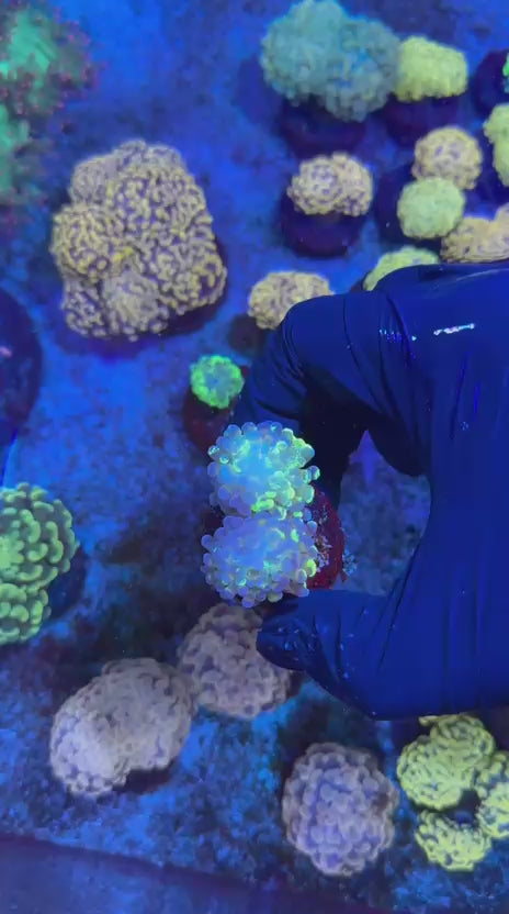 Blotchy hammer (Euphyllia paraancora)
