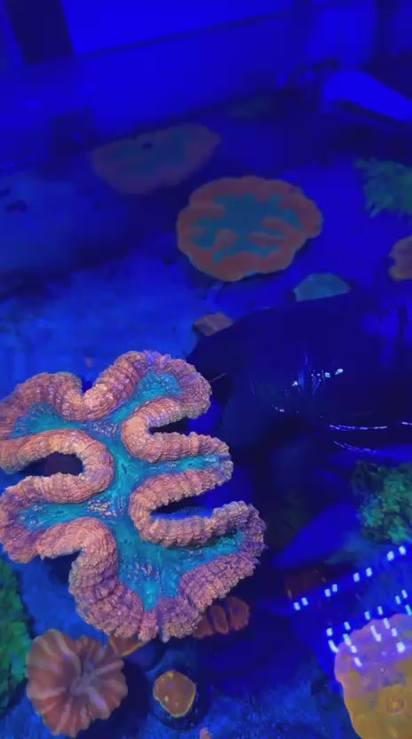 Red and Green Symphy (Symphyllia spp,)