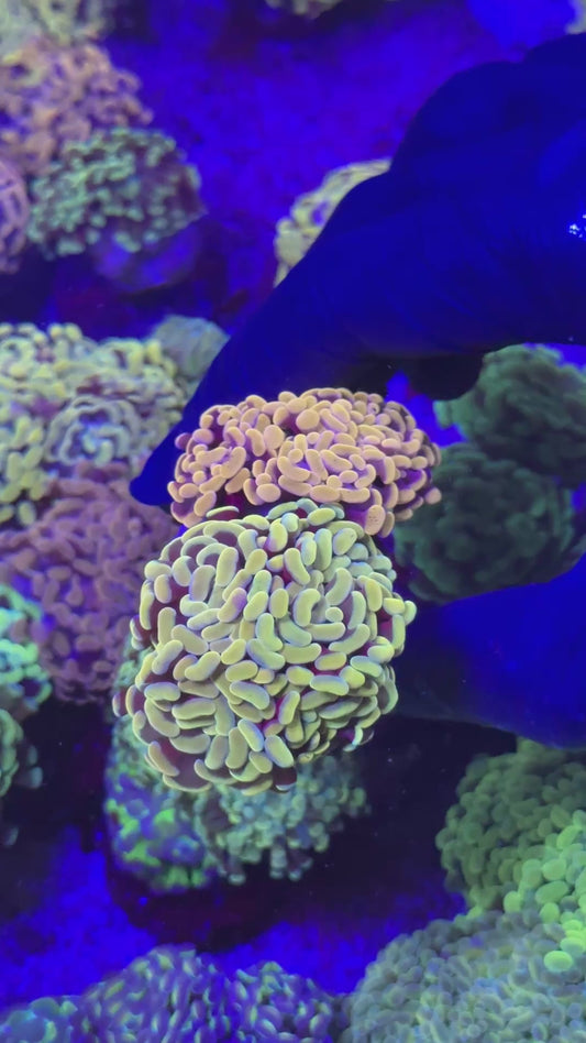 Combo hammer ( Euphyllia paraancora )