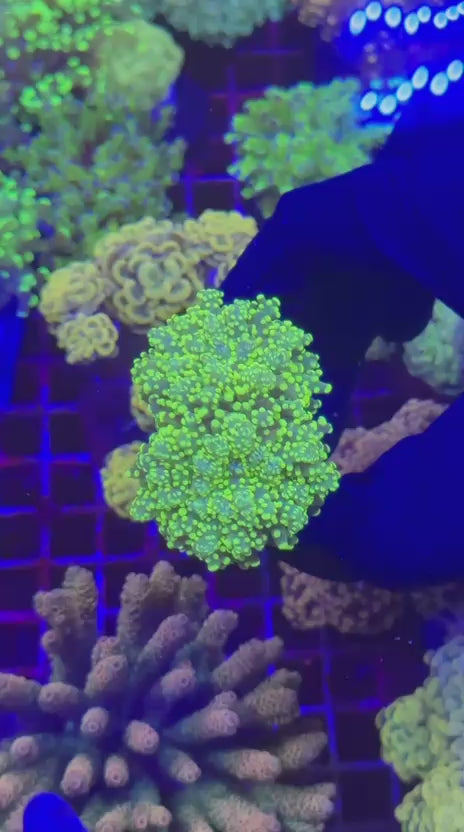 Gold yaeya (Euphyllia yaeyamaensis)