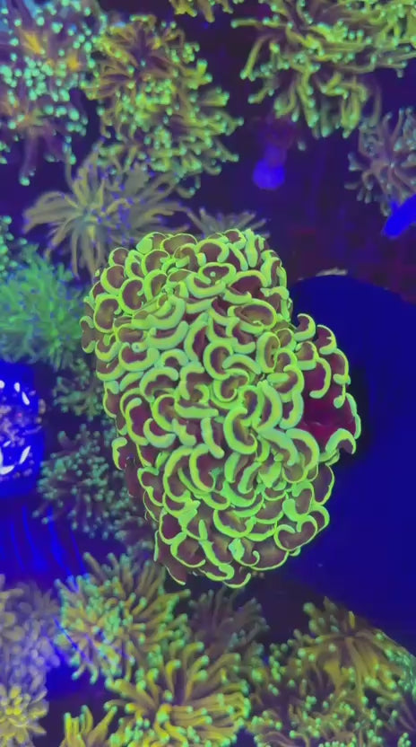 Yellow Hammer (Euphyllia ancora)