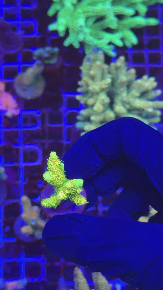 Ultra sunset milly frag (Acropora millepora)