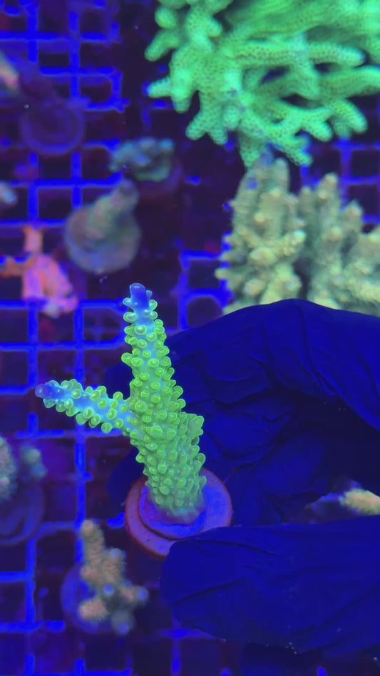 Joker frag (Acropora secale)