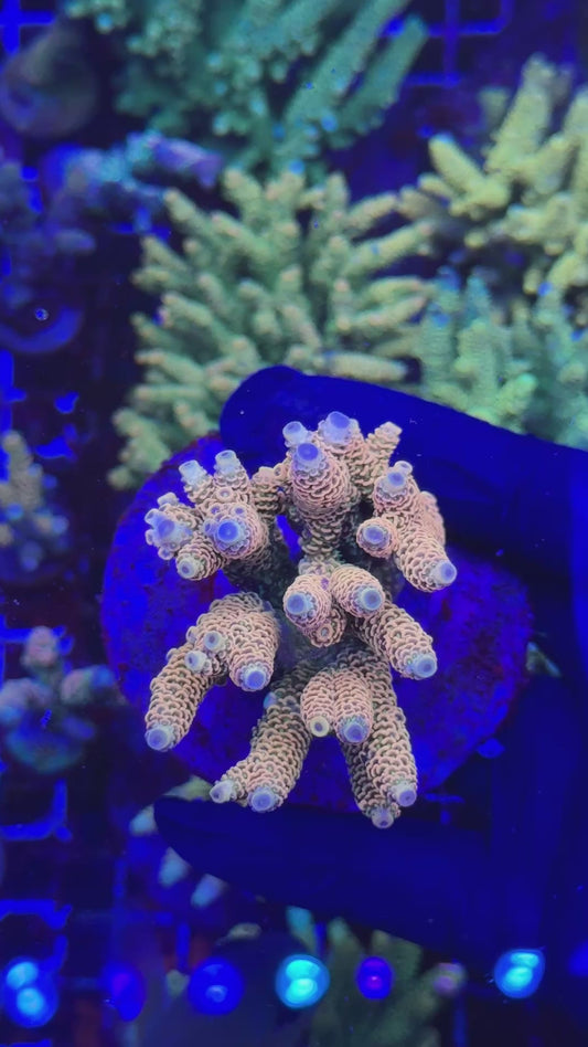 Orange milly (Acropora millepora)
