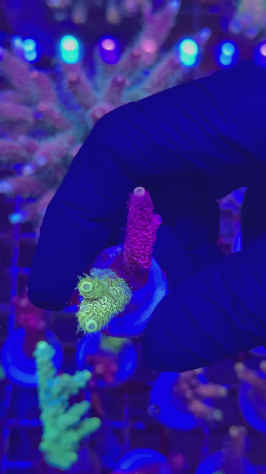 Combo milly frag (Acropora millepora)