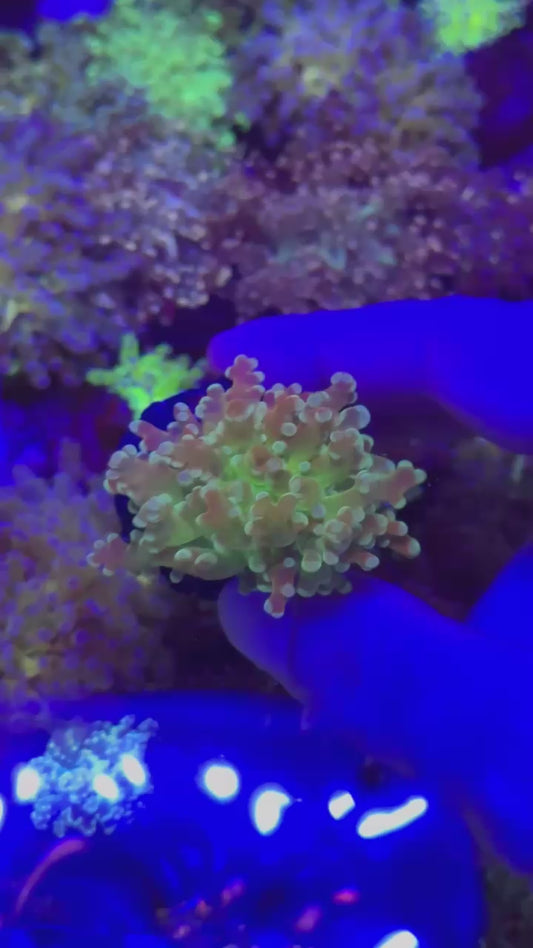 Green frogspawn ( Euphyllia paradivisa )