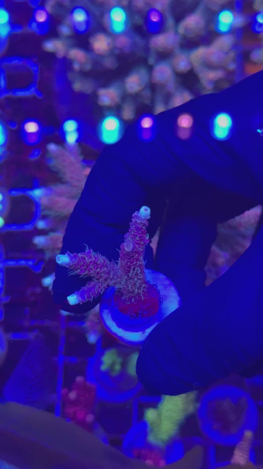 Yeti milly frag (Acropora millepora)