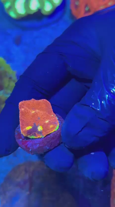 Bugatti Chalice (Echinophyllia spp.)