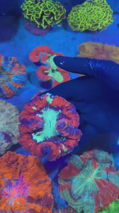 Rainbow red Trachy (Trachyphyllia geoffroyi)