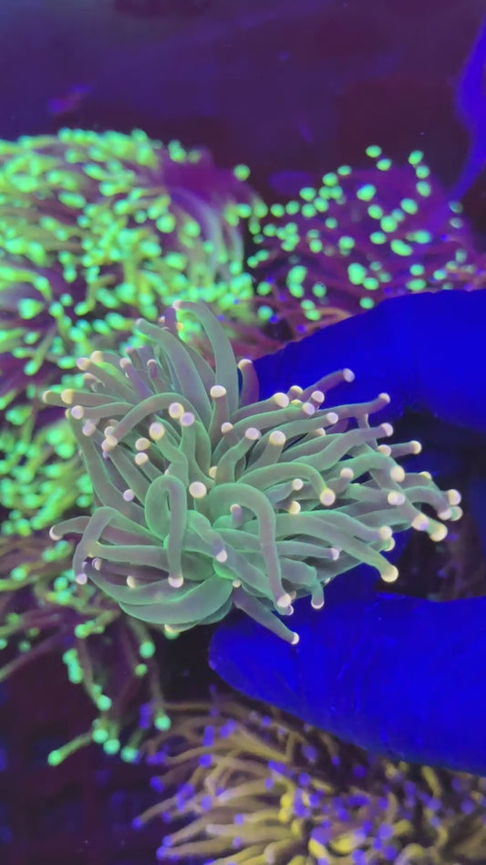 Multicolor tips torch ( Euphyllia glabrescens )