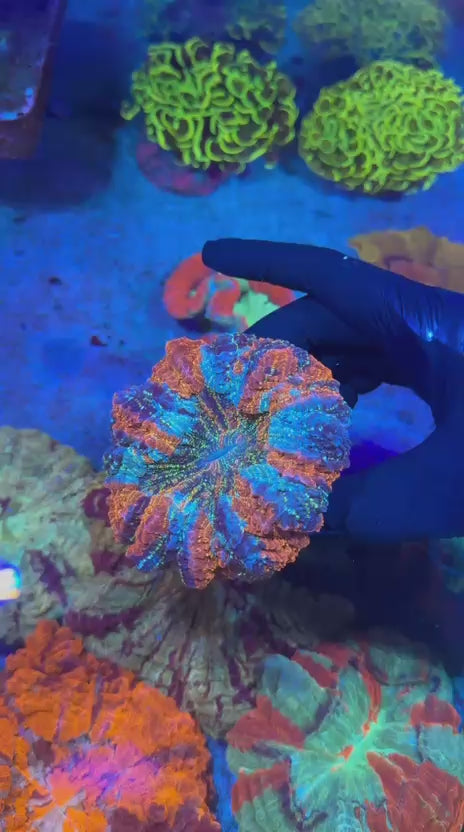 Super man Glitter Acantho (Acanthophyllia deshayesiana)