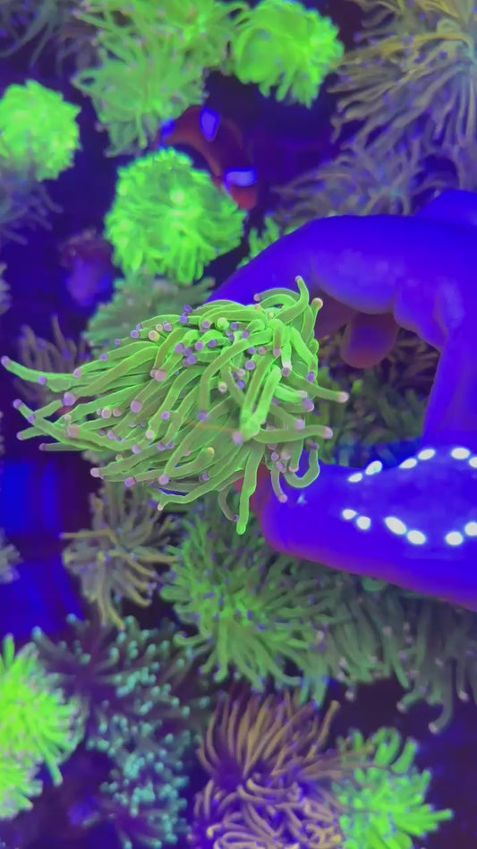 Malaysian harlequin torch (Euphyllia glabrescens)