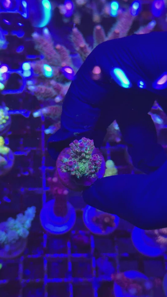 Master micro Frag (Acropora microclados)