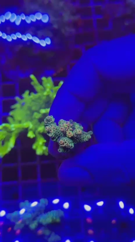 Acropora hyacinthus rainbow