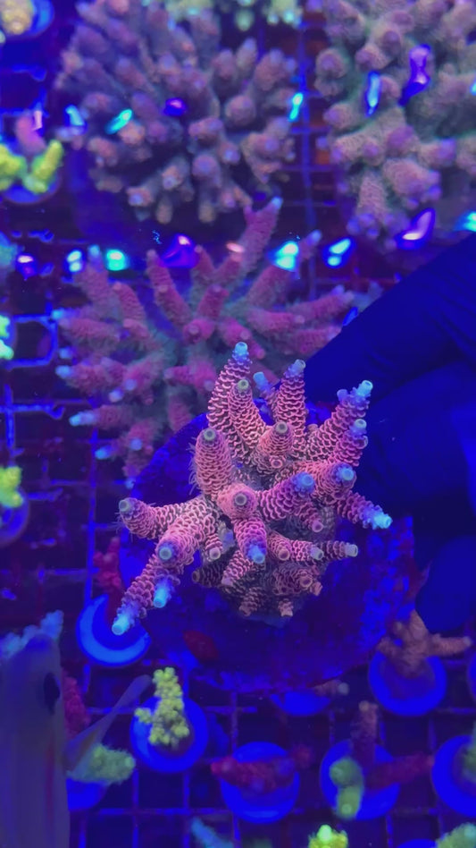Super rainbow milly (Acropora millepora)