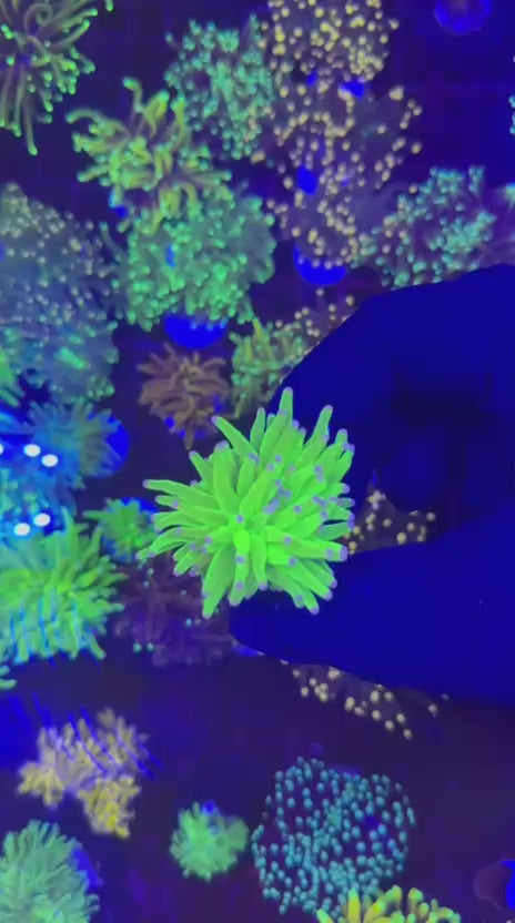 Malaysian cotton candy torch (Euphyllia glabrescens)