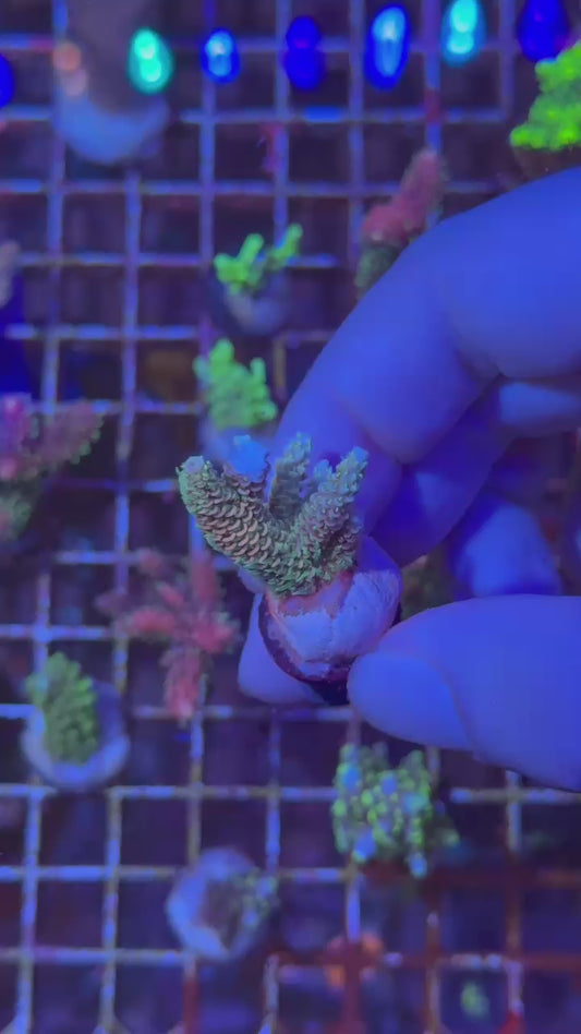 Rainbow milly ( Acropora millepora )