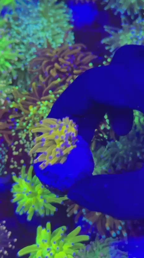 Ultra Yellow Banana torch (Euphyllia glabrescens)