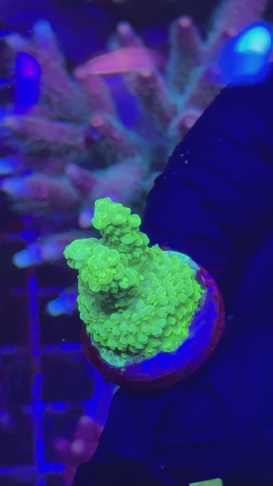 Green Florida Frag (Acropora florida)