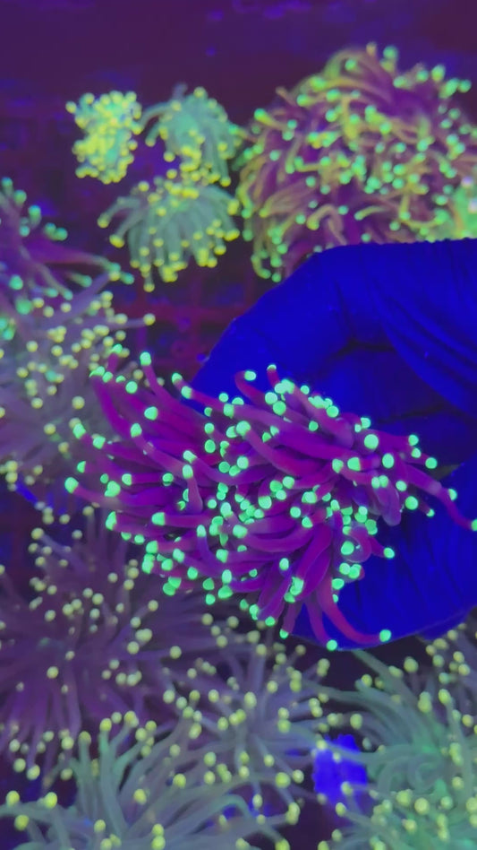 Laser torch (Euphyllia glabrescens)