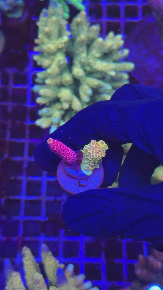 Combo milly frag (Acropora millepora)