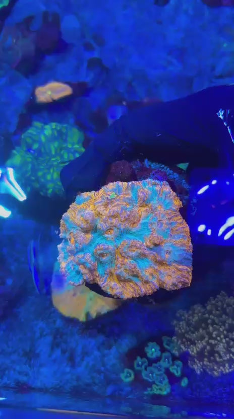 Ultra gold chalice (Echynophyllia sp.)