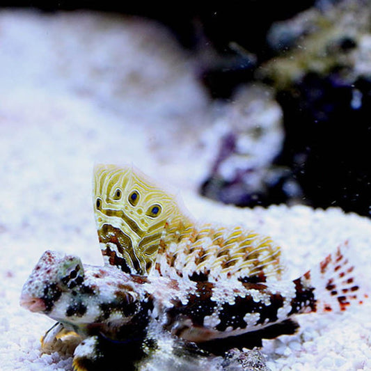 Synchiropus ocellatus